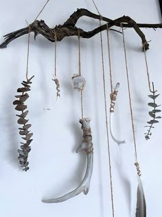 several different types of plants hanging from strings on a wall next to a tree branch