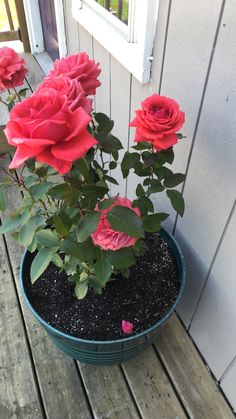 three red roses in a blue pot on a wooden deck next to a white door