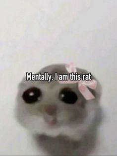 a cat with the caption mentally, i am this rat on it's face