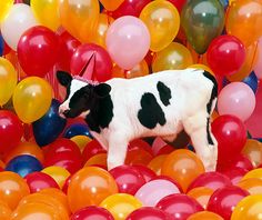 a black and white cow standing among many colorful balloons