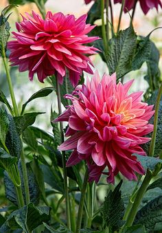 pink flowers are blooming in the garden