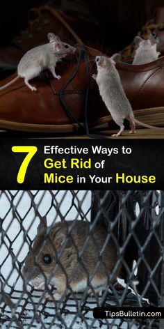 three mice in a cage with the text 7 effective ways to get rid of mice in your house