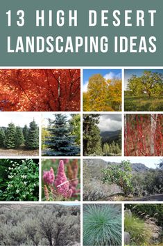 an image of trees and shrubs with the title 13 high desert landscaping ideas on it