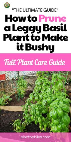 How to Prune a Leggy Basil Plant to Make it Bushy  Transform Your Leggy Basil into a Lush Bush with Expert Pruning!  Dive into Descriptive Details and Step-by-Step Tips for Optimal Results! Basil Growing Tips | How to Prune Basil  IG Photo by: backyard_happy_gardene How To Prune Basil, Prune Basil, Herbs Medicinal, Ocimum Basilicum, Meat Seasoning, Basil Plant