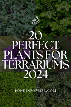 plants with the words 20 perfect plants for terrariums