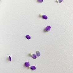 purple flowers are scattered on the white paper