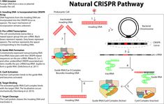 a diagram showing the natural crisp pathway