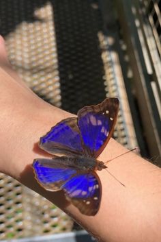 a blue butterfly sitting on the arm of someone's hand with it's wings spread