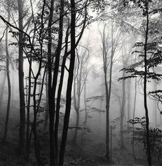 black and white photograph of fog in the woods