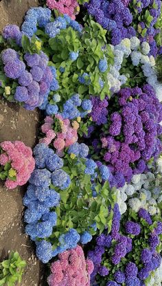 many different colored flowers growing in the dirt