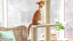 an orange and white cat sitting on top of a scratching post