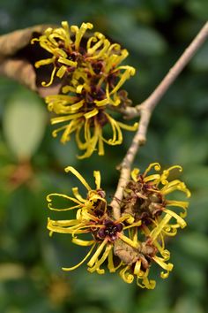 Witch hazel benefits have been recognized for centuries. You can use it with aloe vera to remove makeup and help heal minor cuts. Learn more about it here. Witch Hazel Acne, Witch Hazel Uses, Proper Skin Care, Skin Care Collection, Anti Aging Beauty