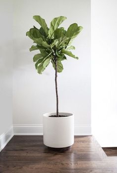 a plant in a white pot sitting on top of a wooden table