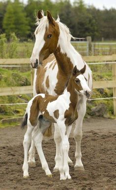 two brown and white horses standing next to each other