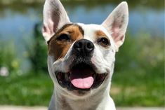 a close up of a dog with its tongue out