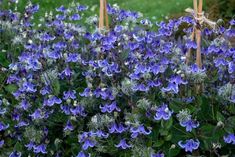 blue flowers are blooming in the garden