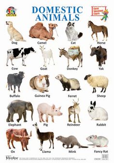 an image of domestic animals poster