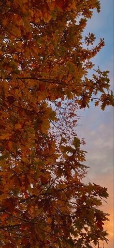 the sun is setting behind some trees with leaves