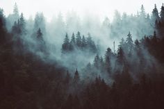 the trees are covered with fog in the mountainside area on a gloomy day