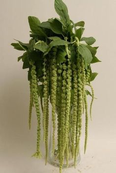 a vase filled with green plants on top of a table