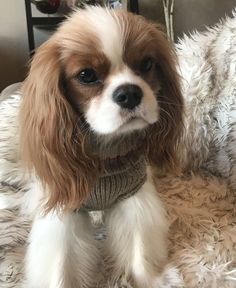 a small brown and white dog wearing a sweater