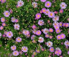 purple and yellow flowers are growing in the grass