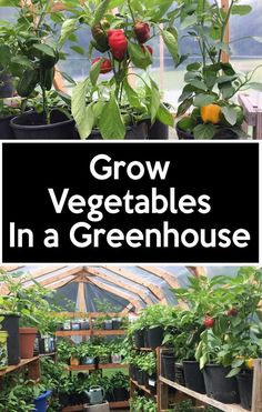 greenhouses with plants growing in them and text overlay that reads grow vegetables in a greenhouse