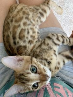 a woman holding a cat in her arms while laying on top of it's back