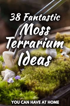 moss terrarium ideas with text overlay that reads 38 fantastic moss terrarium ideas you can have at home