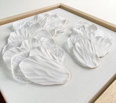 several white seashells are displayed in a wooden frame on a table top,