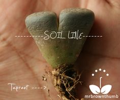 a person's hand holding a tiny plant with soil on the tip and roots