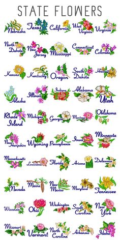 the state flowers and their meanings are shown in this image, which includes many different colors