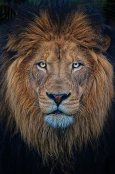 a close up of a lion's face with blue eyes and long manes