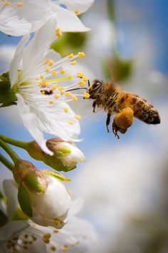 a bee is flying near some white flowers