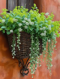 a basket filled with lots of green plants on top of a red wall next to a window