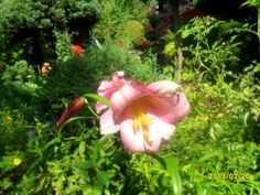 a pink flower is in the middle of some green plants and flowers are around it