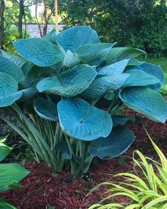 large blue leaves are growing in the garden