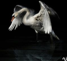 a white swan with its wings spread out in the dark, stretching it's body