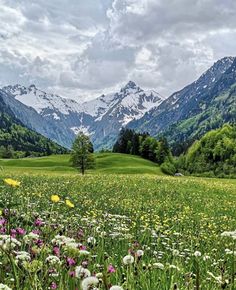 a field with flowers and mountains in the background