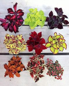 several different types of flowers are arranged on a white board with wood planks in the background