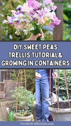 a woman holding flowers in her hands with the words diy sheet peas, trelliss