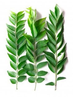 three different types of green leaves on a white background with clippings for text