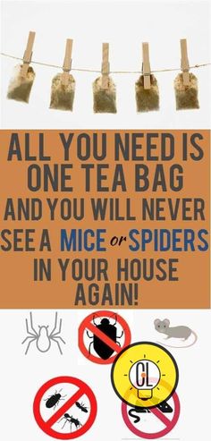 a sign that says all you need is one tea bag and you will never see a mice or spider in your house again