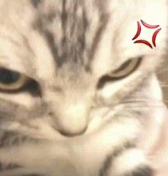 a close up of a cat's face with the red star in the background