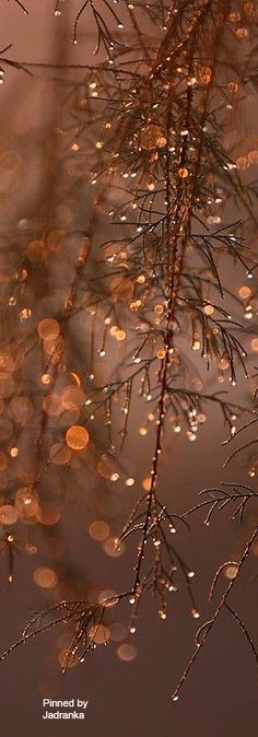 raindrops are hanging from the branches of a pine tree as it reflects in water