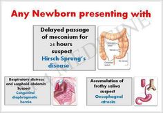 the diagram shows different types of stomachs