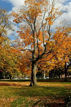 an orange tree with lots of leaves on the ground and in front of it is a blue sky