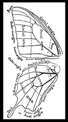 a diagram of a butterfly's wing and its external wings, vintage line drawing or engraving