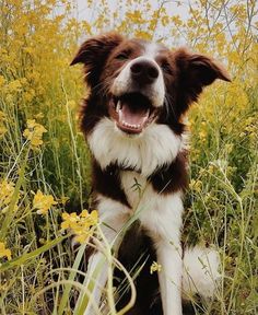 a brown and white dog sitting in the middle of a field full of yellow flowers