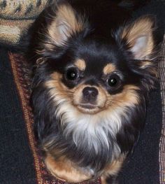 a small black and brown dog sitting on top of a couch